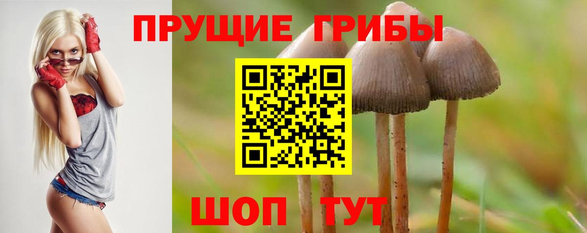 Псилоцибиновые грибы Psilocybine cubensis  где купить наркоту  Славгород  Псилоцибиновые грибы MAGIC MUSHROOMS  Вход с VPN 